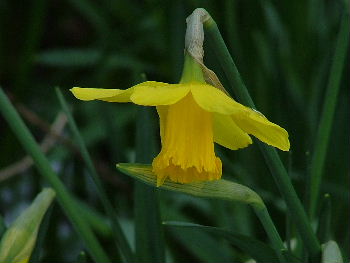 Narcissus 'February Gold'  bestellen